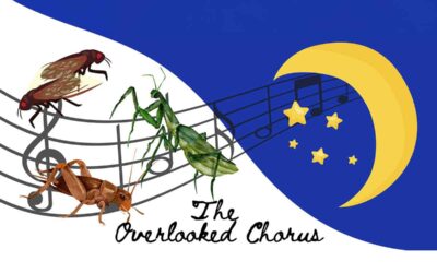 Liz Childress, Learn About Weedon Island Bugs